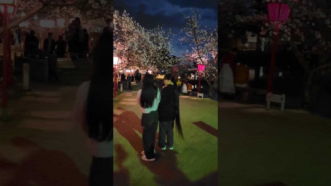 夜桜 お花見