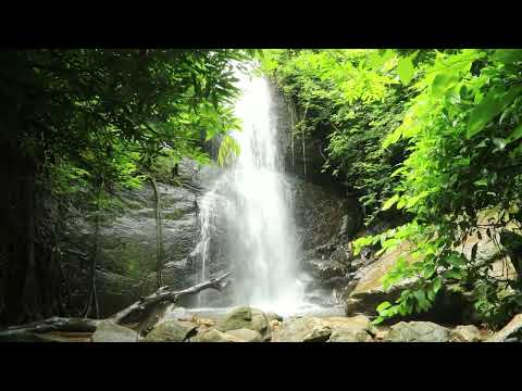 1 Hour Rainforest Jungle Nature Sounds  - Relaxation Focus Meditation
