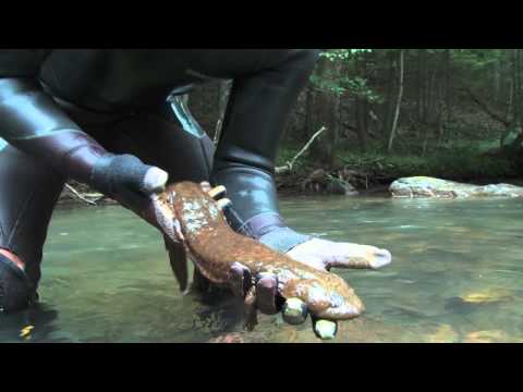 Virginia Tech: Eastern Hellbender