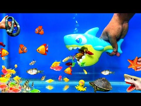 Little Fishes, Shark Fish, Cute Pets, Sea Animal Toy, Snake Turtle, Crap, Parrot Fish, Cute Animal,