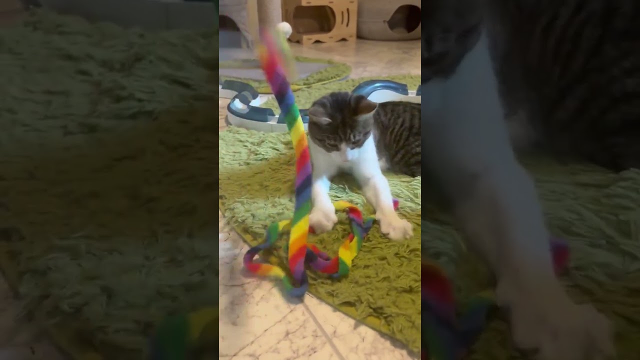 Enlarge Ziggy, a Adoptable Domestic Short Hair in Mount Sterling, KY video 2/6