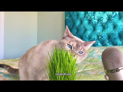 ASMR - CAT EATS GRASS