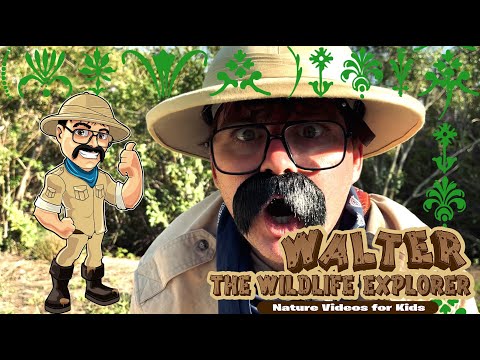 Nature Videos for Kids - Walter Sees Lizards, Birds, and more!  - Wildlife Adventures for Toddlers.