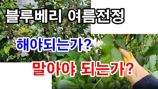 블루베리 여름전정 해야되나? 말아야되나? 이 원리 알고 내 나무 보고 결정하세요.(블루베리 재배, 블루베리 …