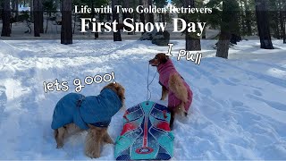 First Snow Day in Tahoe ❄️ | Bunny Hops, Sledding & Pure Golden Retriever Joy