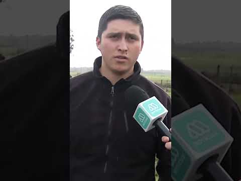 Heroico rescate de caballos en Arauco