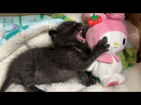 草むらで見つかった小さな命。黒猫の子猫を保護しました