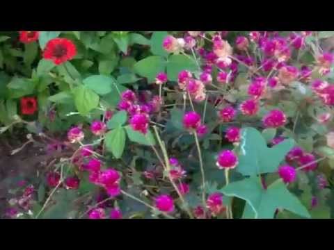 Sleeping plant borminona in Spanish