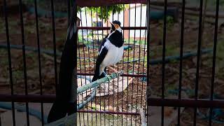 Download lagu Jalak suren gacor dorrr isian bikin lawan bunyi ‼️ #jalaksuren #jalak mp3