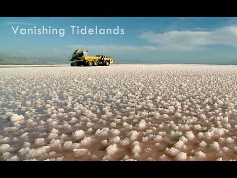 Saving the Bay - Vanishing Tidelands
