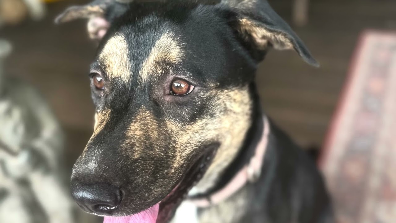 Enlarge Sasha, a Adoptable mixed breed in Clive, IA video 6/6