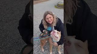 Video preview image #1 American Staffordshire Terrier-Unknown Mix Puppy For Sale in Spotsylvania, VA, USA