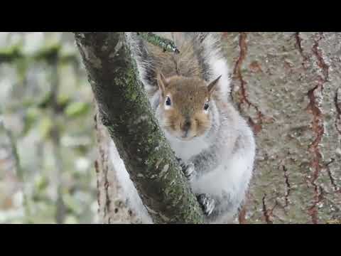 Squirrels. Episode 129. Loud squirrels, rainy day.