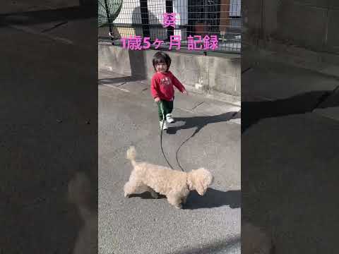 こども学科 葵 1歳5ヶ月 ハチ散歩