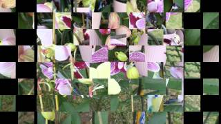 preview picture of video 'Fusagasugá Una Orquídea para el Mundo...'