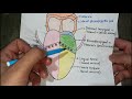 NERVE SUPPLY OF TONGUE ( Motor and sensory )