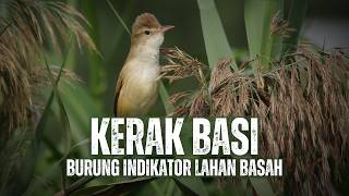 Download lagu Stale Crust: A Bird That Is Not Easy to See mp3 Download lagu Stale Crust: A Bird That Is Not Easy to See mp3