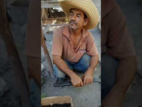Kuko, el mejor tostador de café de Guisa. #guisa #café #granma #personajes #cuba