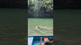 Download lagu Nekat berenang di sungai maron!!! | Pacitan Jawa Timur 2025 mp3 Download lagu Nekat berenang di sungai maron!!! | Pacitan Jawa Timur 2025 mp3