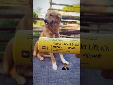 Ticks se pareshan….#shorts #himachali #kangra #notix