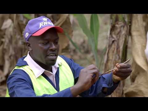 Shamba Shape Up Sn 9 - Ep 9: Bananas, Maize Storage, Farm Transport (Swahili)