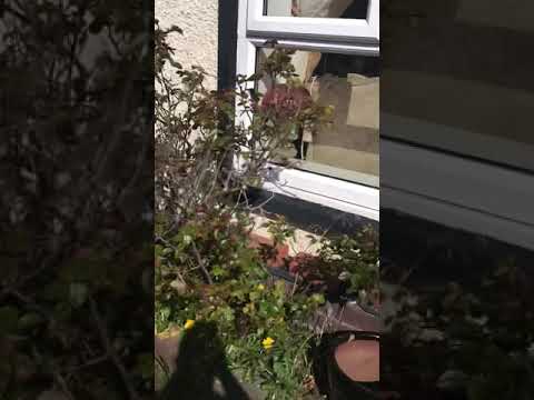 download lagu mp3 mp4 Lots Of Ladybugs In My Yard, download lagu Lots Of Ladybugs In My Yard gratis, unduh video klip Lots Of Ladybugs In My Yard