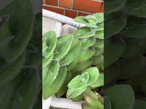 黒くなった植物の対処法は？美しい緑の葉を作るための4つの解決策!  庭園