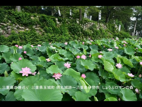 三重県の蓮巡り 田丸城跡～ロマンの森
