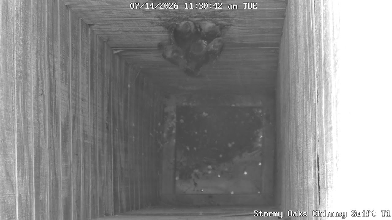 Live webcam view of Vencejos de Chimenea en Stormy Oaks