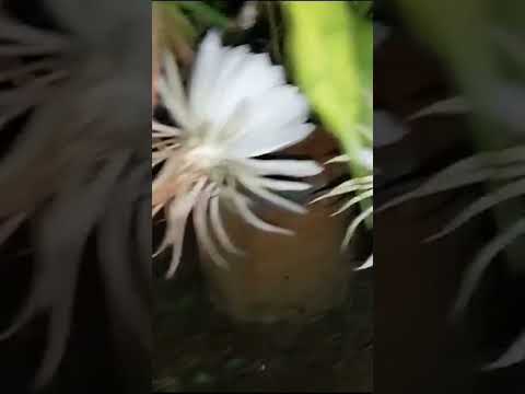 Bishnu Kamal flower 🌼 #shorts