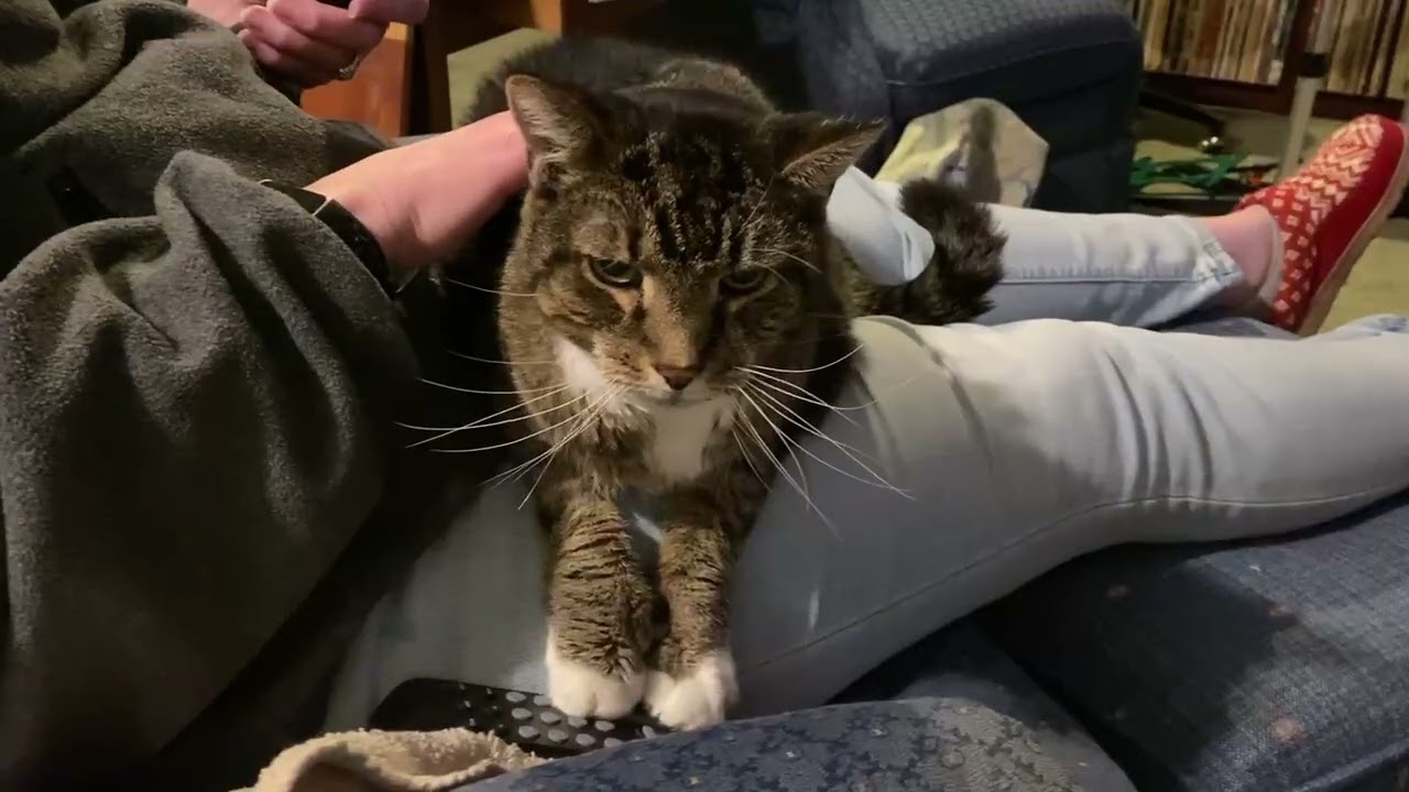 Enlarge Tinkerbell, an adoptable mixed breed in Berlin, CT video 2/4