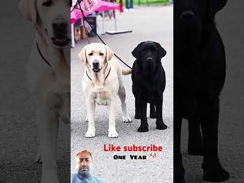 TRL###doglover ###esa dog 🐶🐕🐶🐶🐶🐶 kabe ne Dekha hoga#like subscribe me