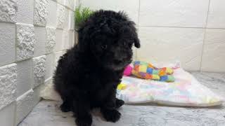 トイプードルの動画01