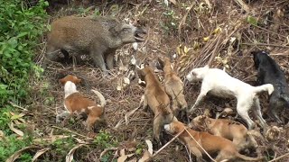 Download lagu Luar biasa⁉️ proses penyelamatan diri oleh hama babi 😱 mp3