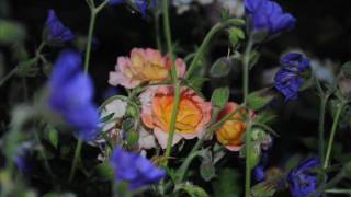 Colin Offord - Heavenly Flower (excerpt)