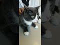 Asher At The Vet