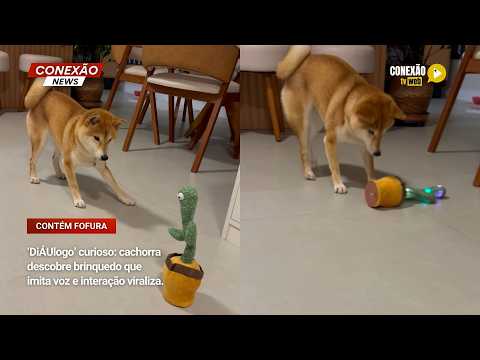 Vídeo: ‘DiÁUlogo’ curioso: cachorra descobre brinquedo que imita voz e interação viraliza.
