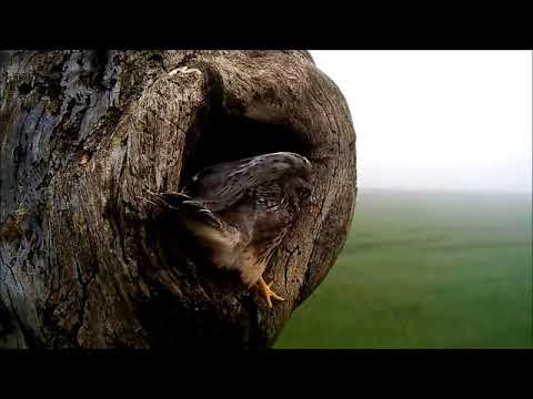 Incredible Moment a Kestrel Chick Takes Its First Flight! | Discover Wildlife | Robert E Fuller