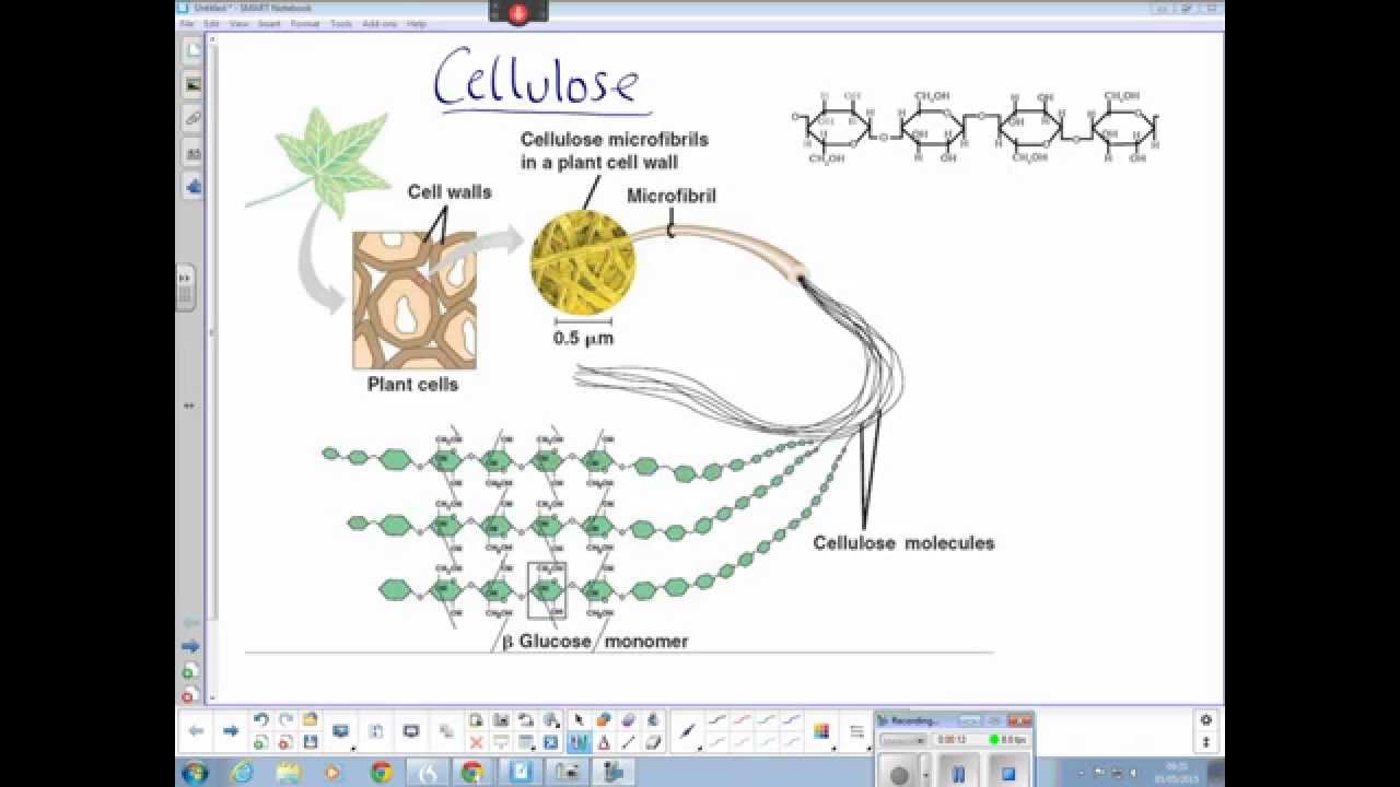 Plant cellulose structure