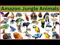 Amazon Jungle Animals Animals Of Amazon Rainforest