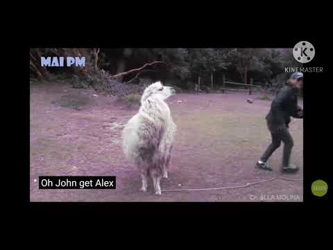 cute llama attack  😂😂😂😂😂 #funny moments#