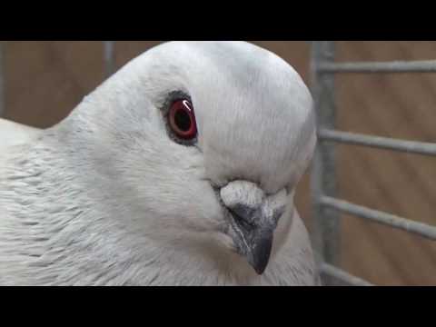 Damascener in eisfarbig mit schwarzen Binden - VDT-Schau Erfurt 2016