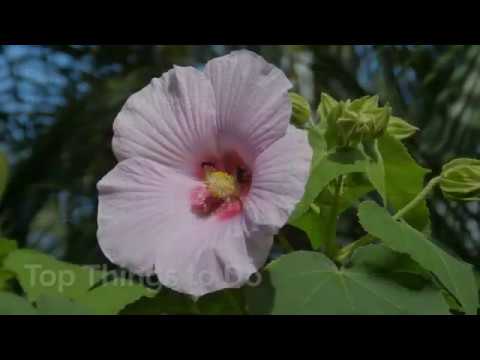 Travel to Playa Samara, Costa Rica