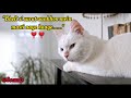 Bholi Si Surat Aankhon Mein Masti Aaye Haaye Love Song Cute Cat Zeemusiccompany