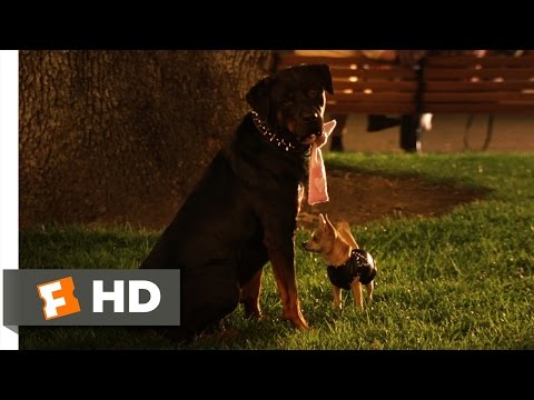 Legally Blonde 2 (8/11) Movie CLIP - Gay Dogs (2003) HD