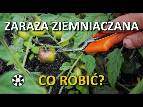 , title : 'Zwalczamy ZARAZĘ ZIEMNIACZANĄ na pomidorach!'