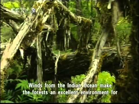 Lo yeti alla tv cinese