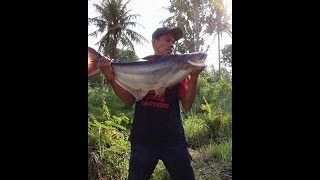 preview picture of video 'Ikan Patin 15 Kg - Sungai Mati Banda Aceh'