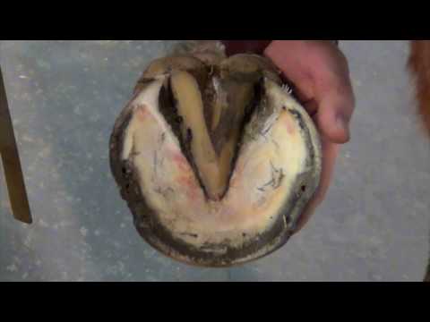 Fitting a Kerckhaert Steel Comfort
