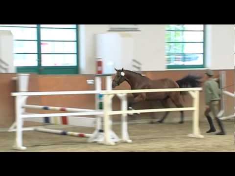 29. (Corrado I - Acord II) Hengst verkäuflich